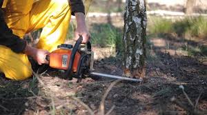 Best Stump Grinding and Removal  in Zephyrhills South, FL